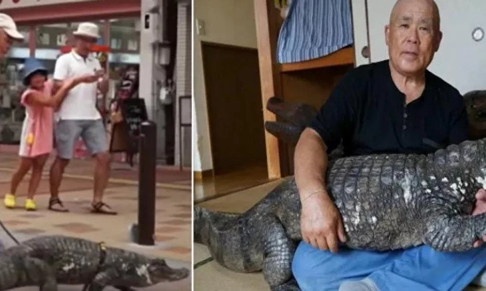 Άντρας βγάζει βόλτα αλιγάτορα με λουράκι... λες και είναι σκύλος!